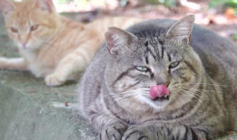 猫咪的视频,视频捕捉的可爱瞬间回顾