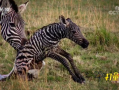 斑马视频,视频揭秘斑马生活与习性