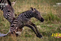 斑马视频,视频揭秘斑马生活与习性