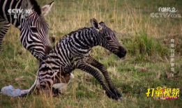 斑马视频,视频揭秘斑马生活与习性