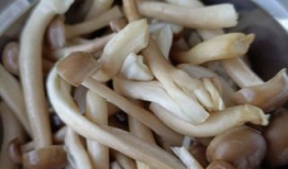 鹿茸菇,滋补养生，天然珍品之选