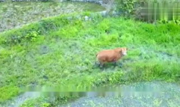 牛交配视频,揭秘动物繁殖的自然奥秘