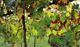 葡萄树怎么修剪视频,视频教程精华概述