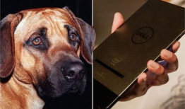 狗配种视频,见证生命传承的浪漫瞬间