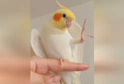 鹦鹉唱歌视频,人鸟共舞的和谐旋律