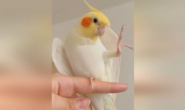 鹦鹉唱歌视频,人鸟共舞的和谐旋律