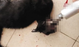 杀猫视频,杀猫视频引发的伦理反思