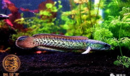 巴卡雷龙,揭秘史前巨兽的传奇与奥秘