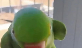 鹦鹉唱歌视频,人鸟共舞的和谐旋律