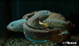 巴卡雷龙,揭秘史前巨兽的传奇与奥秘