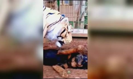 老司机午夜视频,揭秘老司机视频背后的故事