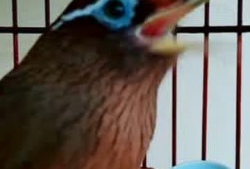 母画眉鸟叫声视频,自然旋律中的生命之歌