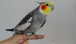 鹦鹉唱歌视频,人鸟共舞的和谐旋律