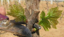 葡萄树怎么修剪视频,视频教程精华概述