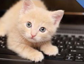 猫猫视频,跟随猫猫视频探索宠物世界的奥秘