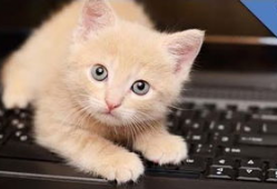 猫猫视频,跟随猫猫视频探索宠物世界的奥秘