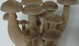 鹿茸菇,滋补养生，天然珍品之选