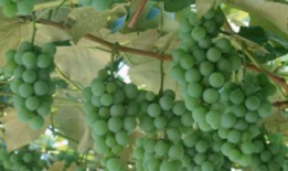 葡萄树怎么修剪视频,视频教程精华概述