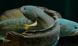 巴卡雷龙,揭秘史前巨兽的传奇与奥秘