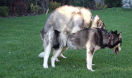 狗配种视频,见证生命传承的浪漫瞬间